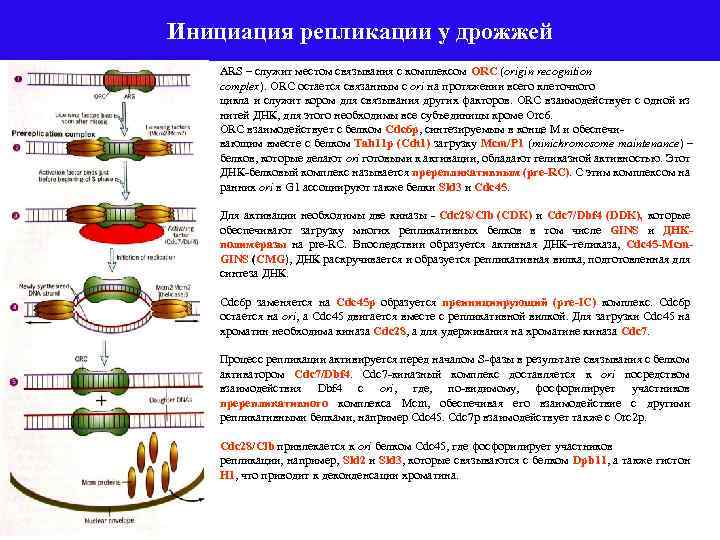 Матрица для процесса репликации