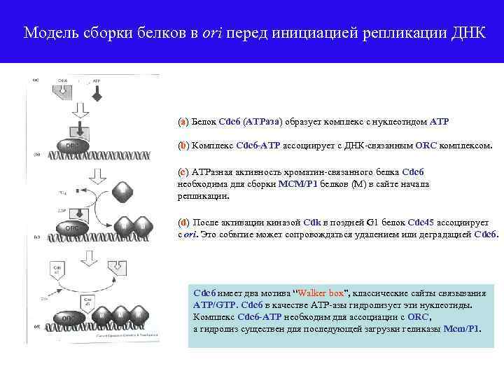 Сборка белка