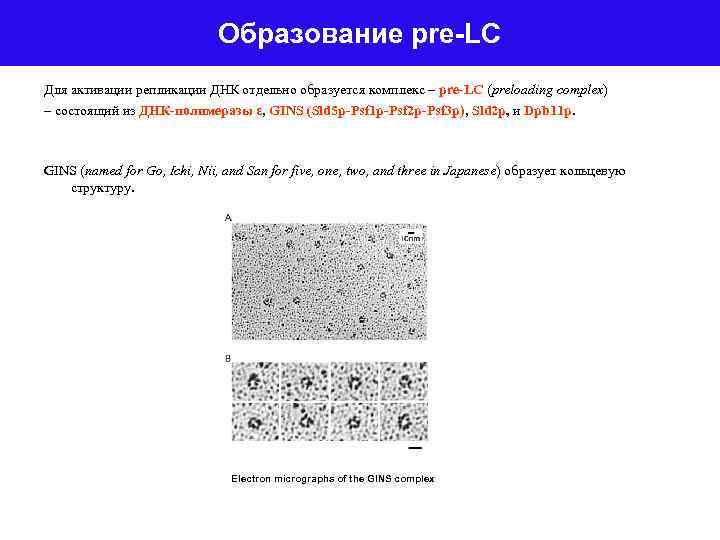 Образование pre-LC Для активации репликации ДНК отдельно образуется комплекс – pre-LC (preloading complex) –