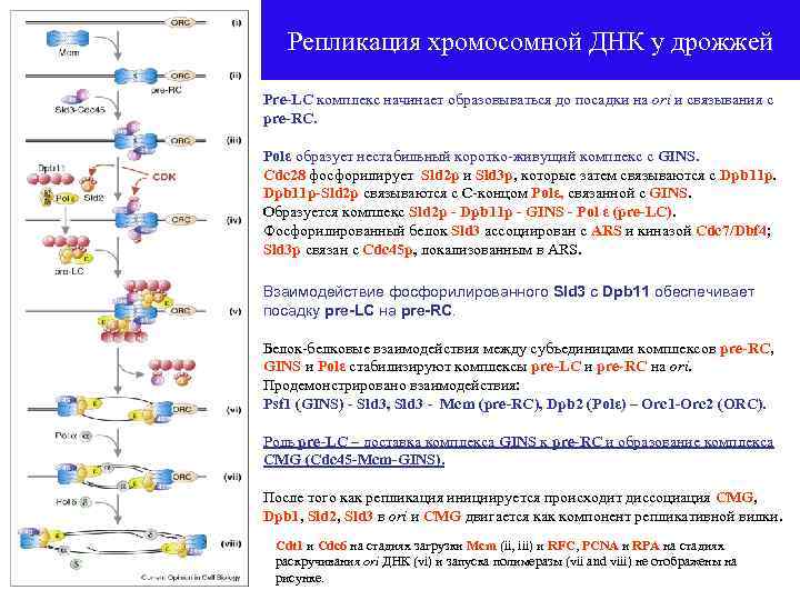 Репликация хромосомной ДНК у дрожжей Pre-LC комплекс начинает образовываться до посадки на ori и