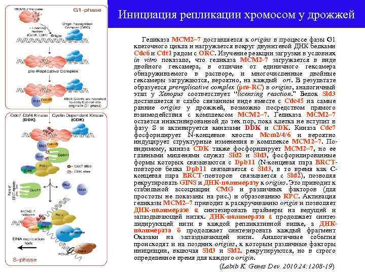 Инициация репликации хромосом у дрожжей Геликаза MCM 2– 7 доставляется к origins в процессе