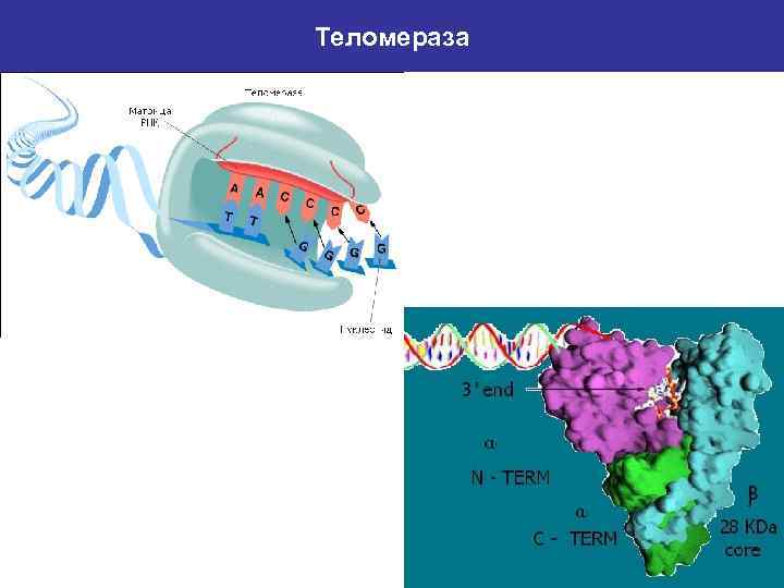 Теломераза 