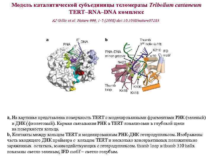 Модель каталитической субъединицы теломеразы Tribolium castaneum TERT–RNA–DNA комплекс AJ Gillis et al. Nature 000,