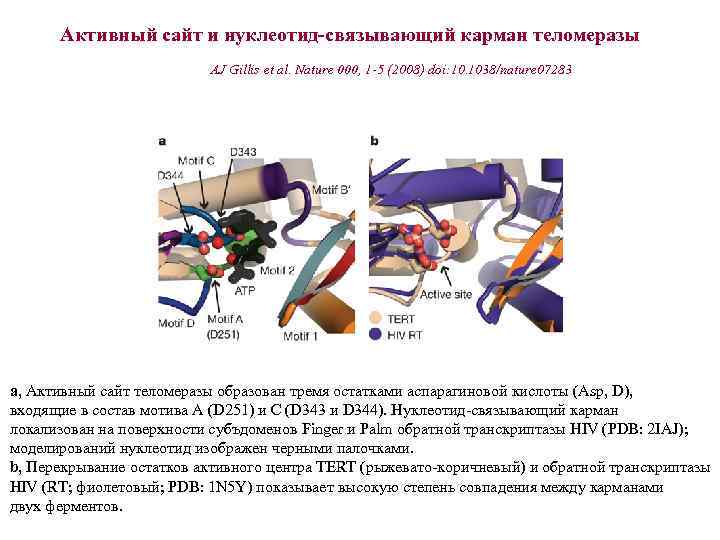 Активный сайт и нуклеотид-связывающий карман теломеразы AJ Gillis et al. Nature 000, 1 -5