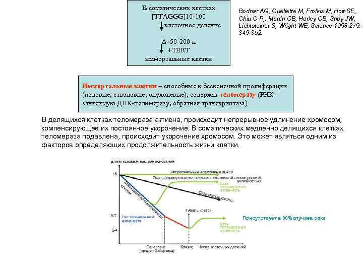 В соматических клетках [TTAGGG]10 -100 клеточное деление Bodnar AG, Ouellette M, Frolkis M, Holt