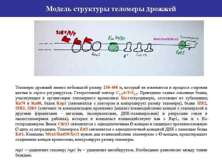 Модель структуры теломеры дрожжей Mre 1/Rad 50/Xrs 2 Теломеры дрожжей имеют небольшой размер 250