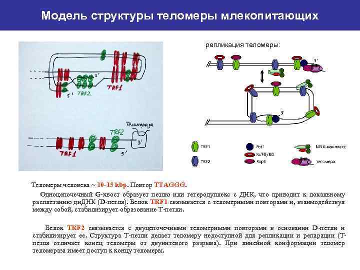 Модель структуры теломеры млекопитающих репликация теломеры: Теломеры человека ~ 10 -15 kbp. Повтор TTAGGG.