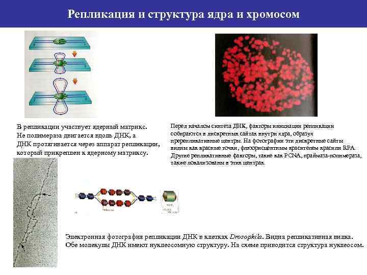 Репликация и структура ядра и хромосом В репликации участвует ядерный матрикс. Не полимераза двигается