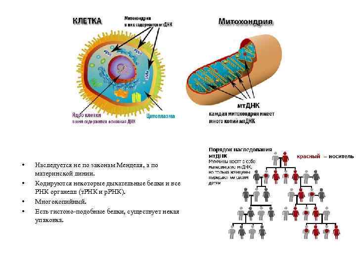  • • Наследуется не по законам Менделя, а по материнской линии. Кодируются некоторые