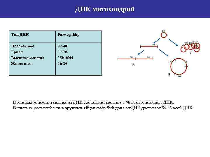 ДНК митохондрий Тип ДНК Размер, kbp Простейшие Грибы Высшие растения Животные 22 -40 17