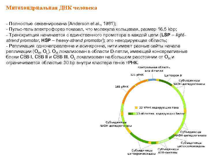 Митохондриальная ДНК человека - Полностью секвенирована (Anderson et al. , 1981); - Пульс-гель электрофорез