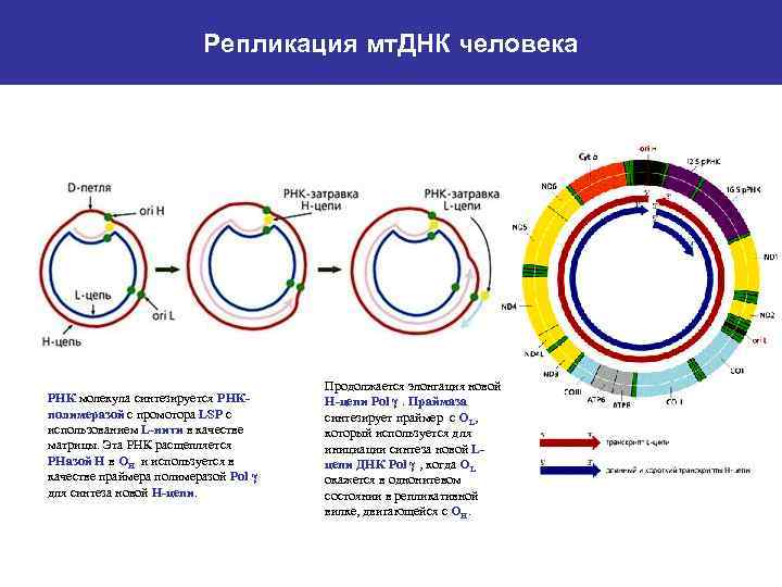 Репликация мт. ДНК человека РНК молекула синтезируется РНКполимеразой с промотора LSP с использованием L-нити