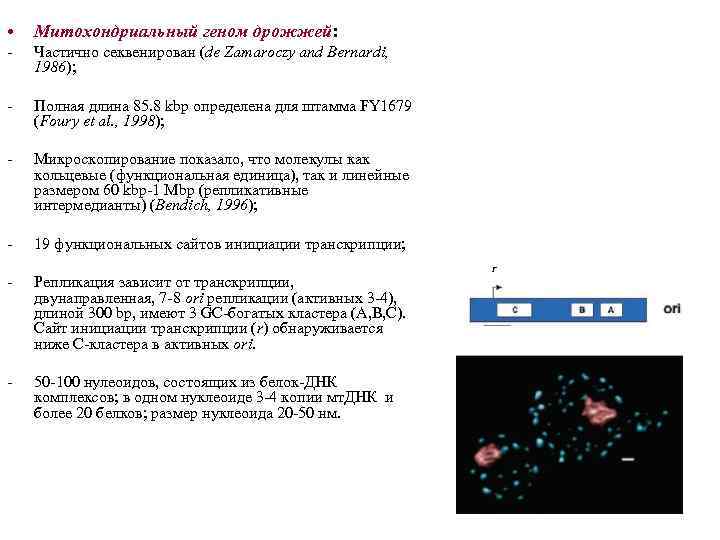  • Митохондриальный геном дрожжей: - Частично секвенирован (de Zamaroczy and Bernardi, 1986); -