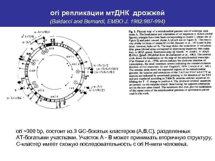 оri репликации мт. ДНК дрожжей (Baldacci and Bernardi, EMBO J. 1982: 987 -994) оri