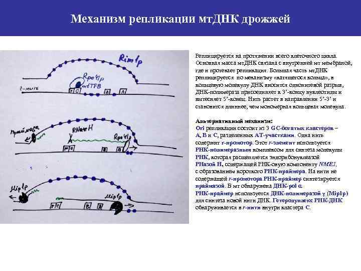 Механизм репликации мт. ДНК дрожжей Реплицируется на протяжении всего клеточного цикла. Основная масса мт.