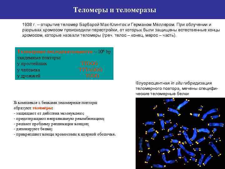 Теломеры и теломеразы 1938 г. – открытие теломер Барбарой Мак-Клинток и Германом Мёллером. При