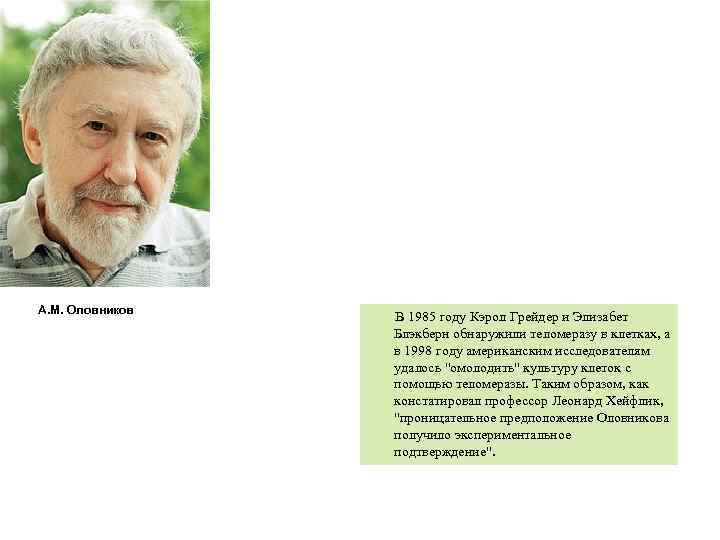 А. М. Оловников В 1985 году Кэрол Грейдер и Элизабет Блэкберн обнаружили теломеразу в