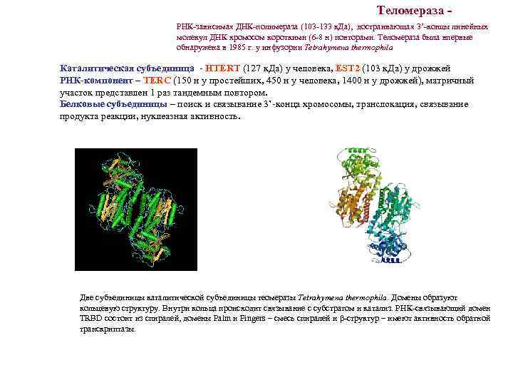 Теломераза РНК-зависимая ДНК-полимераза (103 -133 к. Да), достраивающая 3’-концы линейных молекул ДНК хромосом короткими