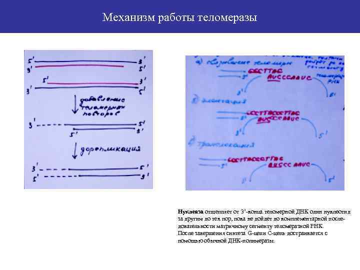 Механизм работы теломеразы Нуклеаза отщепляет от 3’-конца теломерной ДНК один нуклеотид за другим до