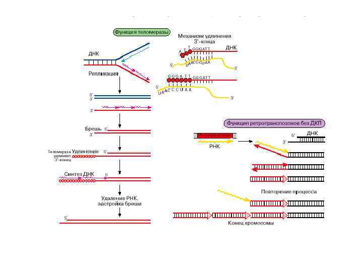 Процесс в хромосомах. Механизм удлинения теломер. РНК транспозоны. Механизм поддержания репликации ДНК. Теломераза механизм репликации концов линейных хромосом.