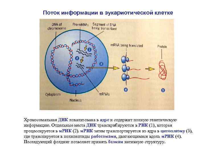 На рисунке изображен процесс метаболизма эукариотической клетки