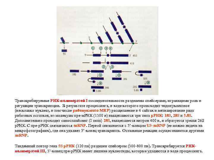 Транскрибируемые РНК-полимеразой I последовательности разделены спейсерами, играющими роль в регуляции транскрипции. В результате процессинга,