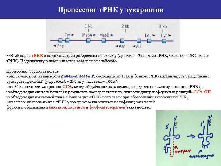 Последовательность образования ирнк у эукариот. Процессинг РРНК У эукариот. Процессинг пре-РРНК. Результат процессинга ТРНК схема. Процессинг первичных транскриптов РНК.