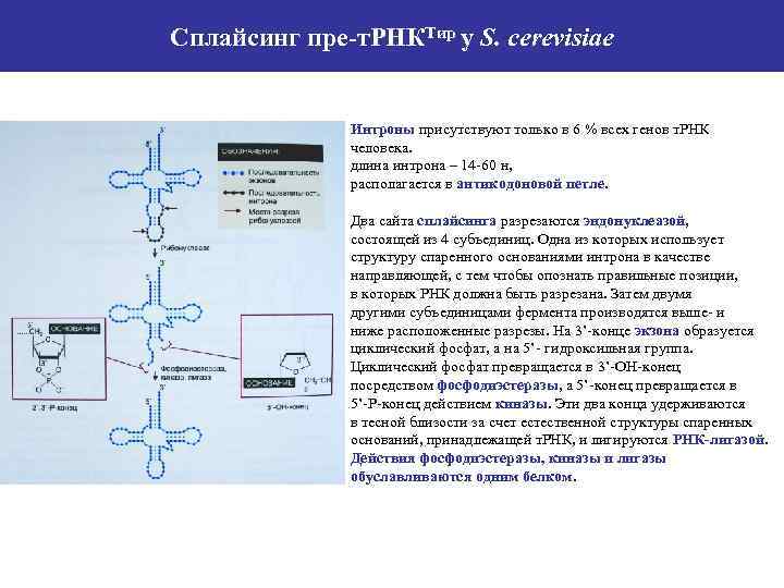 Сплайсинг рнк у эукариот. Структура генов ТРНК. Сплайсинг транспортной РНК. Пре ТРНК. Гены ТРНК.