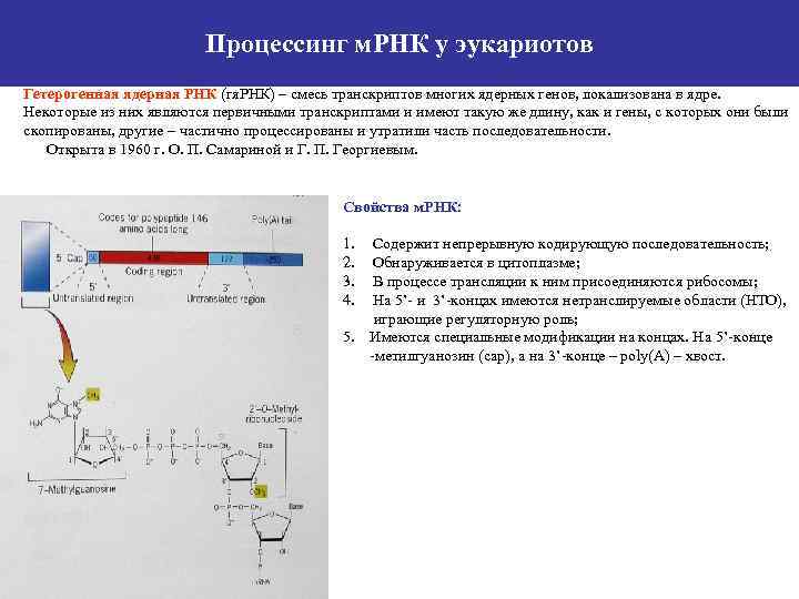 Биосинтез мрнк