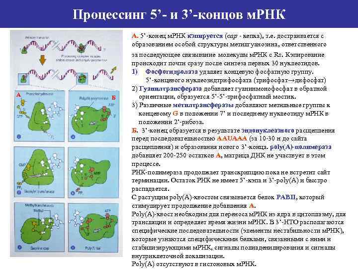 Процессинг 5’- и 3’-концов м. РНК А Б А. 5’-конец м. РНК кэпируется (cap