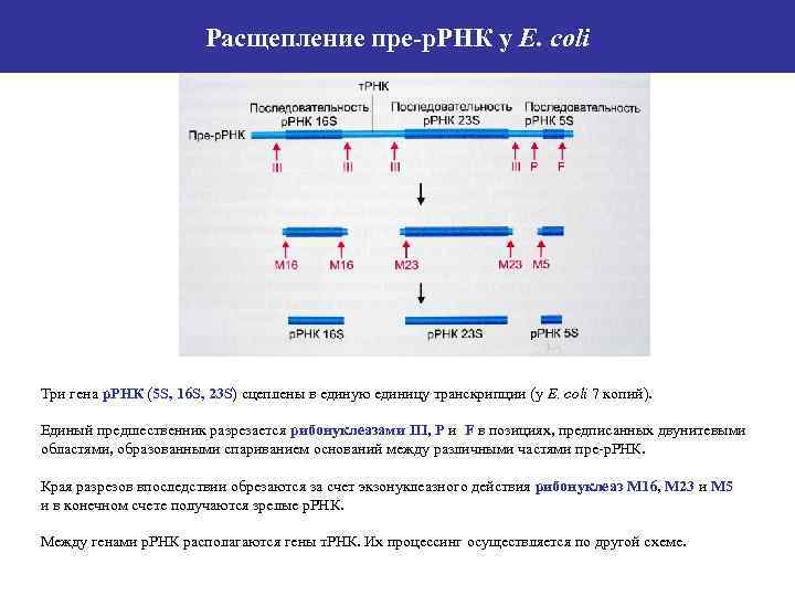 16s ррнк