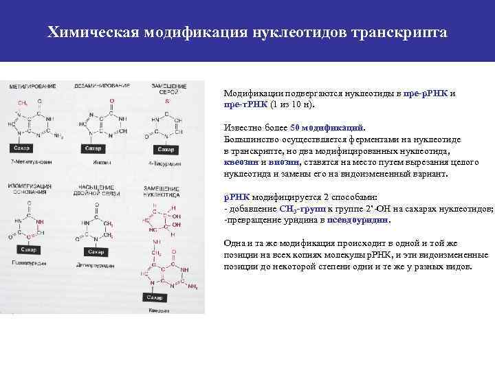 Модификация химических веществ. Модификации нуклеотидов. Модификация нуклеотидов в РНК. Химическая модификация РНК. Химическая модификация ДНК.