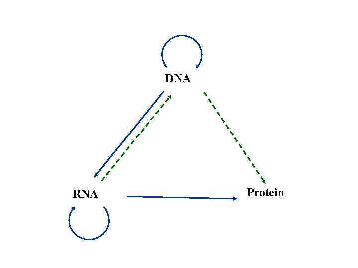 DNA RNA Protein 