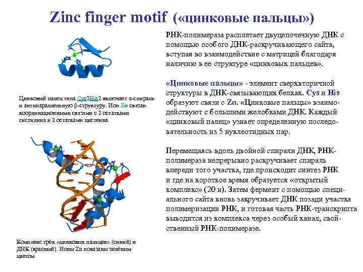 Zinc finger motif ( «цинковые пальцы» ) РНК-полимераза расплетает двуцепочечную ДНК с помощью особого