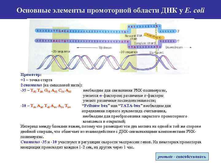 Основные элементы промоторной области ДНК у E. coli Промотор: +1 – точка старта 2