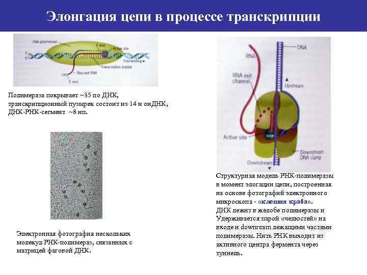 Элонгация цепи в процессе транскрипции Полимераза покрывает ~35 по ДНК, транскрипционный пузырек состоит из