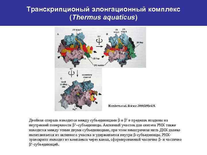 Транскрипционый элонгационный комплекс (Thermus aquaticus) Korzheva et al. Science 2000(289): 619. Двойная спираль находится