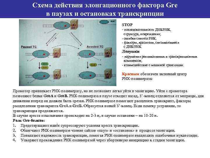 Схема действия элонгационного фактора Gre в паузах и остановках транскрипции STOP - последовательность ДНК/РНК,