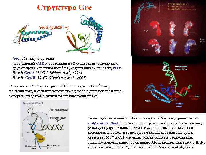 Структура Gre B (pdb 2 P 4 V) Gre (158 АК), 2 домена: глобулярный