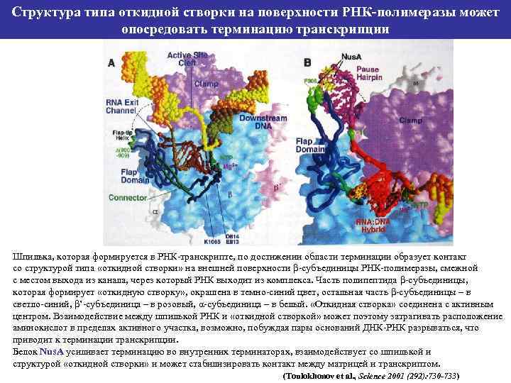 Структура типа откидной створки на поверхности РНК-полимеразы может опосредовать терминацию транскрипции Шпилька, которая формируется