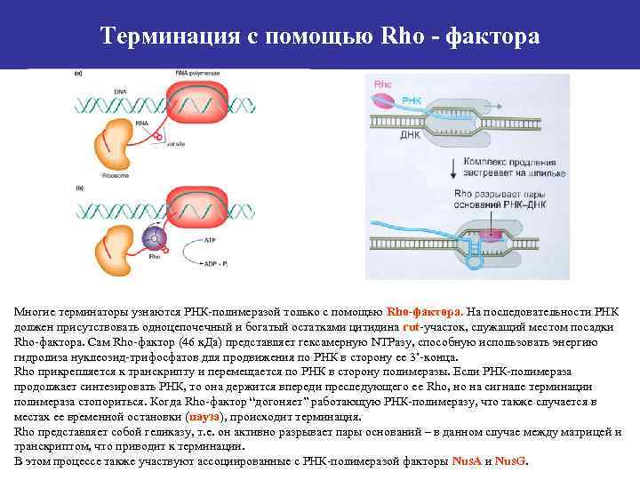 Терминация с помощью Rho - фактора Многие терминаторы узнаются РНК-полимеразой только с помощью Rho-фактора.