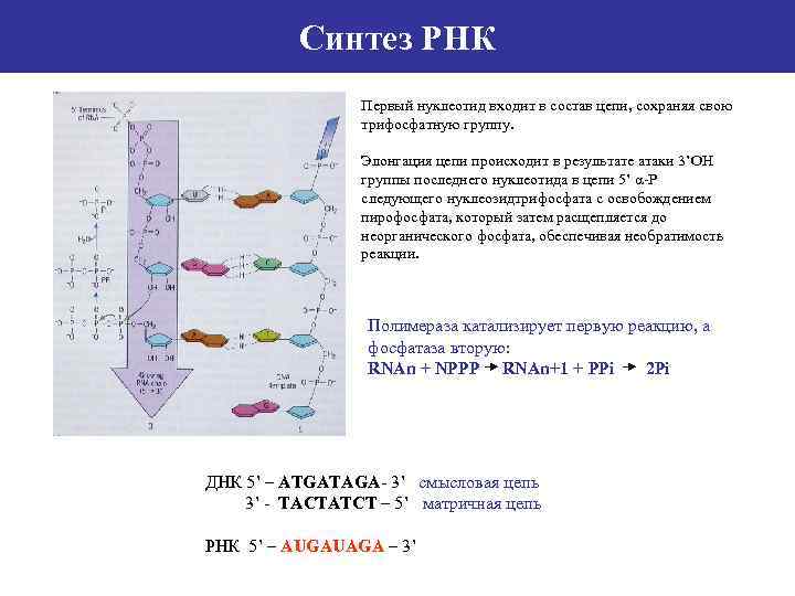 Синтез РНК Первый нуклеотид входит в состав цепи, сохраняя свою трифосфатную группу. Элонгация цепи