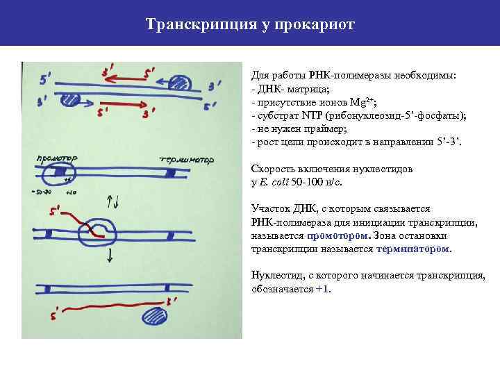 Транскрипция у эукариот происходит в ядре