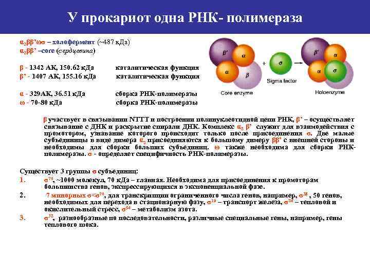 Воздействие рнк полимеразы на нуклеотиды. Строение РНК полимеразы у прокариот. Строение РНК полимеразы. Структура РНК полимеразы. Холофермент РНК полимеразы.