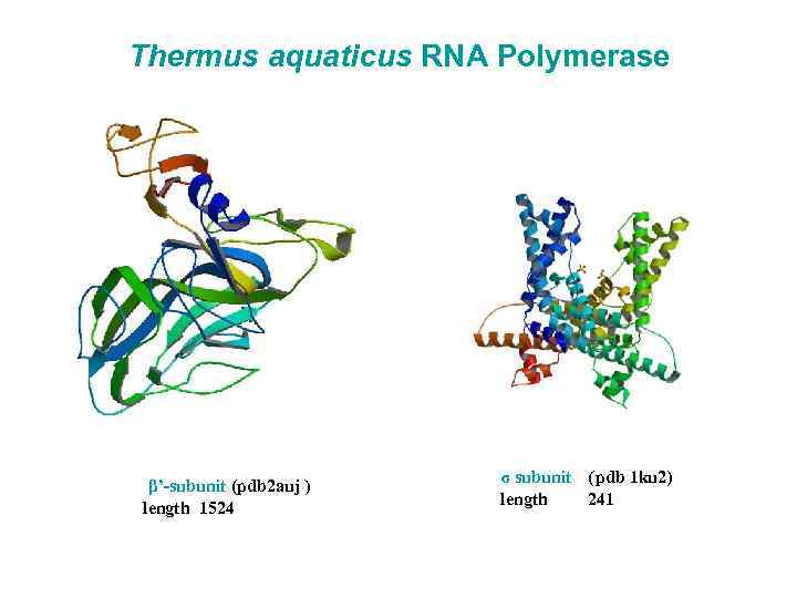 Thermus aquaticus RNA Polymerase β’-subunit (pdb 2 auj ) length 1524 σ subunit (pdb