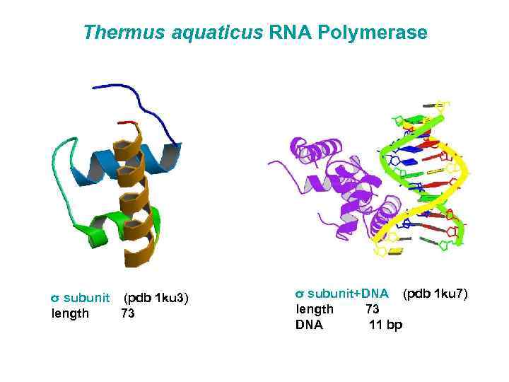 Thermus aquaticus RNA Polymerase σ subunit (pdb 1 ku 3) length 73 σ subunit+DNA