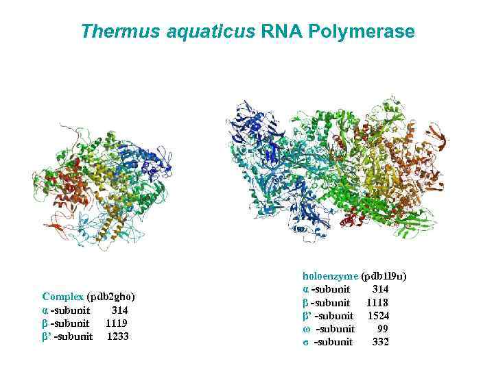 Thermus aquaticus RNA Polymerase Complex (pdb 2 gho) α -subunit 314 β -subunit 1119