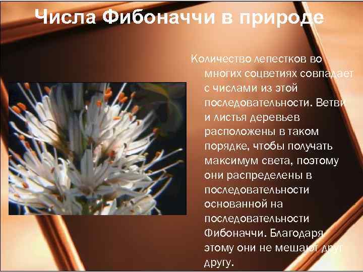 Числа Фибоначчи в природе Количество лепестков во многих соцветиях совпадает с числами из этой