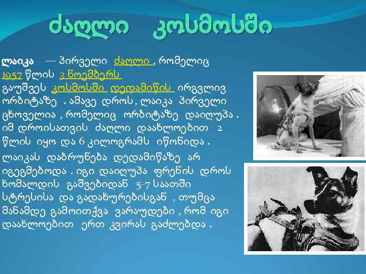 ძაღლი კოსმოსში ლაიკა — პირველი ძაღლი , რომელიც 1957 წლის 3 ნოემბერს გაუშვეს კოსმოსში