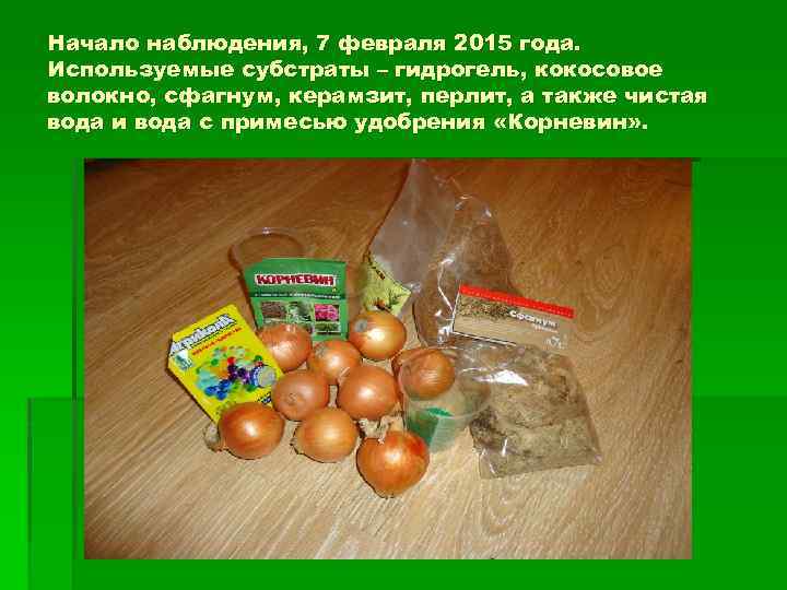 Начало наблюдения, 7 февраля 2015 года. Используемые субстраты – гидрогель, кокосовое волокно, сфагнум, керамзит,
